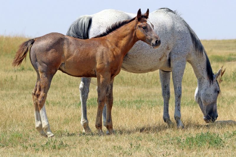 034 - Caseys Fame colt
